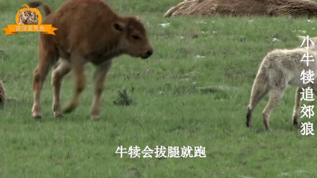 小牛犊不知狼凶险,挑衅野狼,不料野狼凶相毕露