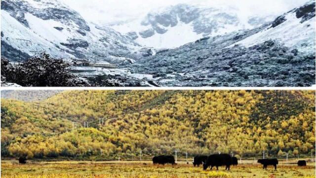 草甸、层林、雪海,香格里拉一山览尽秋冬