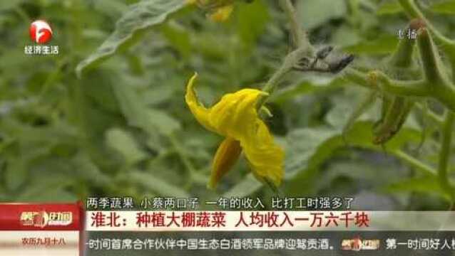 比“打工人”强?靠种植大棚蔬菜,村民人均收入16000元