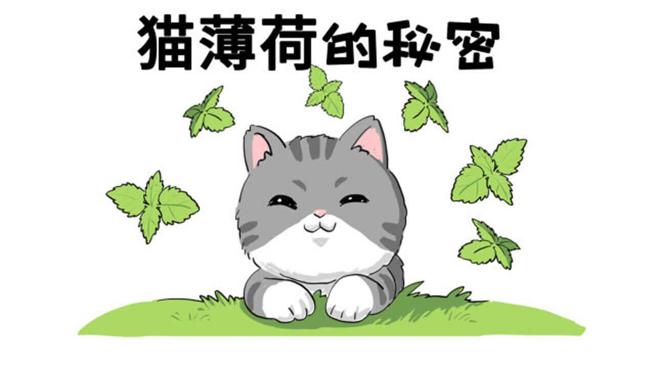 让猫痴迷的猫薄荷,到底是何方神圣?