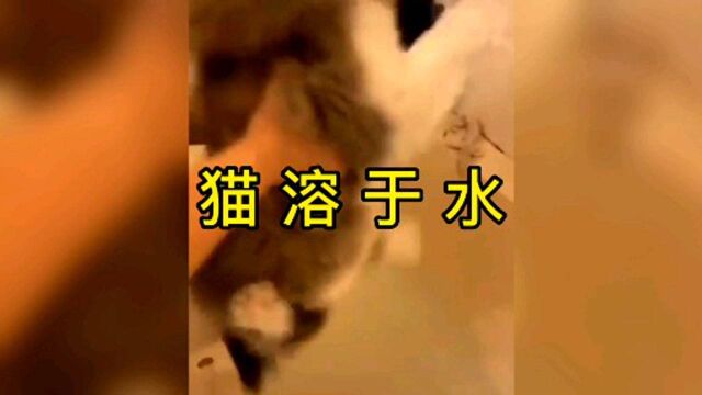 众所周知,猫溶于水