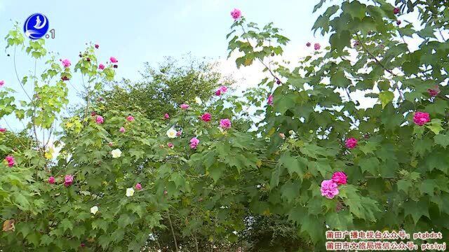 莆田涵江:“三醉芙蓉”花惹人醉