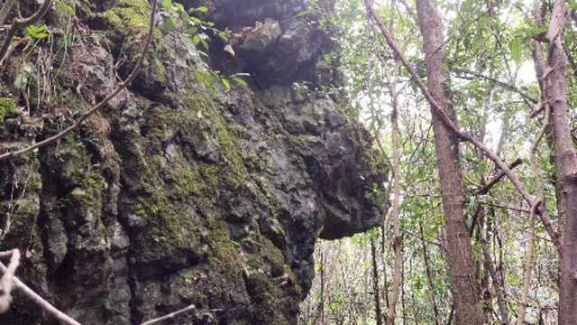 生长在石头高处的野果