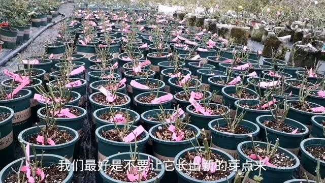 月季裸根苗怎么养护?操作要点要注意,不然很可能被冻伤