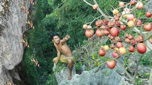 太假了,满树的苹果竟然没有叶子,这荒野生存是认真的吗?