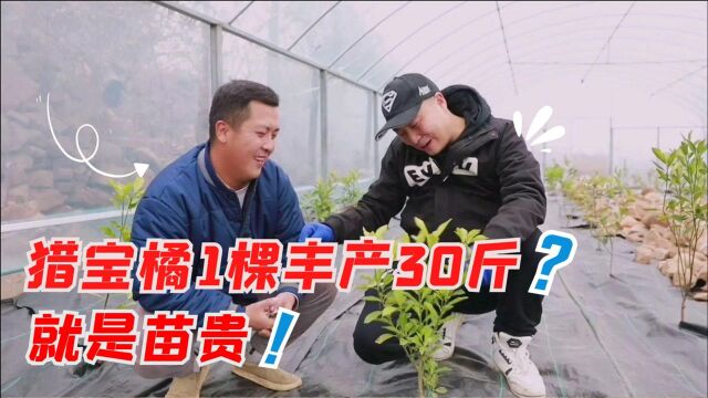 25个糖的猎宝橘也能在家养,1棵丰产30斤,1斤几十块,就是苗贵