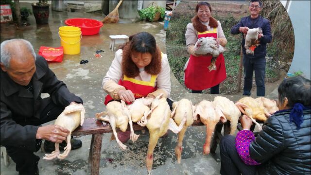 杀鸭子不求人,朱嫂一人一只口袋杀9只鸭,老妈二叔帮忙拔鸭毛