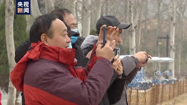 山西芮城:圣天湖迎来上千只越冬大天鹅