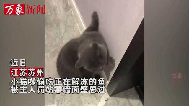 猫咪偷吃解冻的鱼,被主人罚站靠墙面壁思过,表情倔强逗乐网友