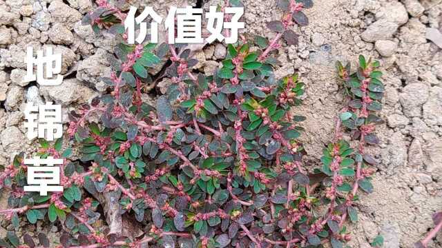 农村的地锦草煮水,没想到有这么好的价值?总算找到一棵