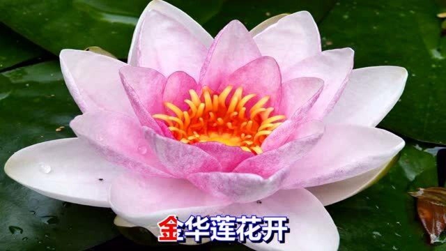 一首网络歌曲《金华莲花开》