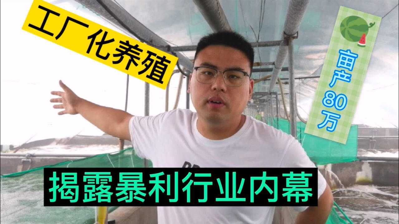 工厂化养虾暴利行业,亩利润80万!从虾苗、饲料、销售这3个环节揭秘它