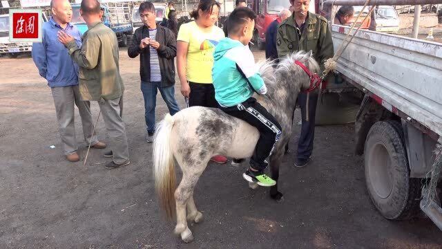 这匹能够抱起来的小矮马,为什么竟然比一匹高头大马还要贵?