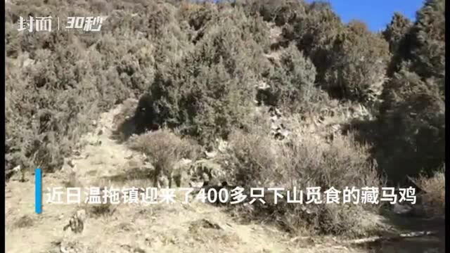 30秒|400多只国家二级保护动物藏马鸡来村庄觅食 民警贴心巡护