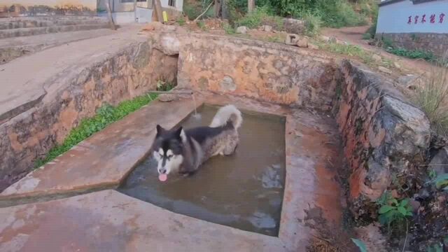 生活在农村的阿拉斯加犬,它憨厚老实平易近人,小朋友都喜欢和它玩