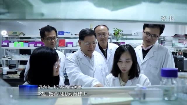 20年持续研究 终于找到小麦“癌症”克星!山东农业大学孔令让团队研究成果入选2020中国十大科技进展