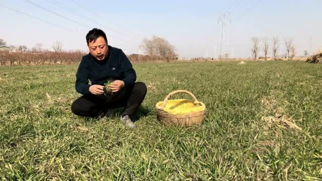 勺子菜,比红花荠菜还要好吃的野菜,大家来欣赏认识下