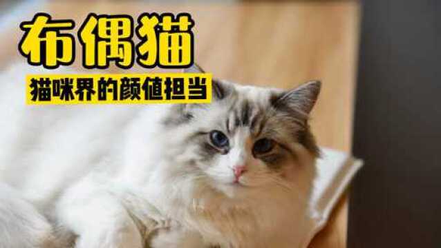 布偶猫,猫咪界的颜值担当,年度最受欢迎猫咪