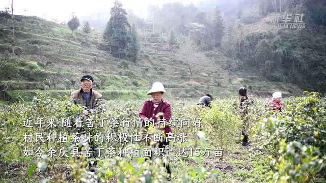 贵州余庆:10万亩小叶苦丁茶进入开采季