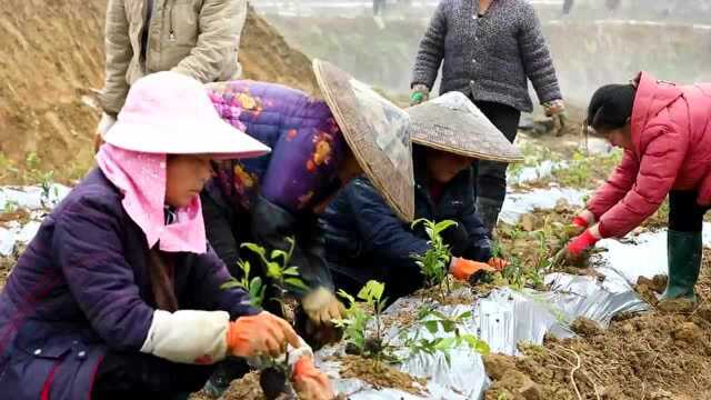 吉首:茶旅融合发展 助推乡村振兴