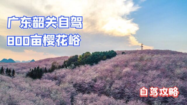 广东韶关樱花花海自驾线,800亩樱花犹如仙境,何须去日本?