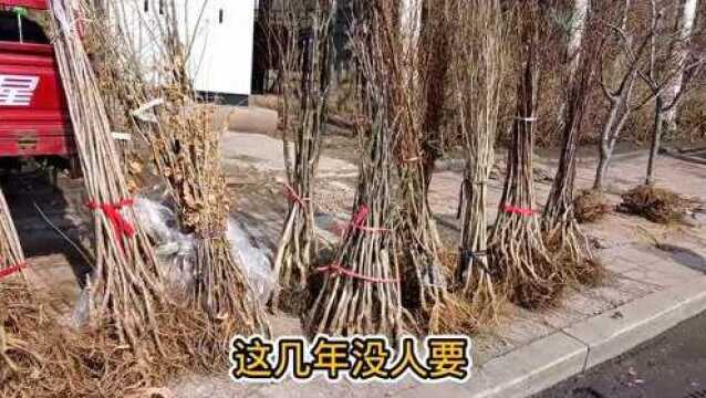 山东集市果树苗品种齐全,价格便宜就是买的少,赶集大叔愁坏了