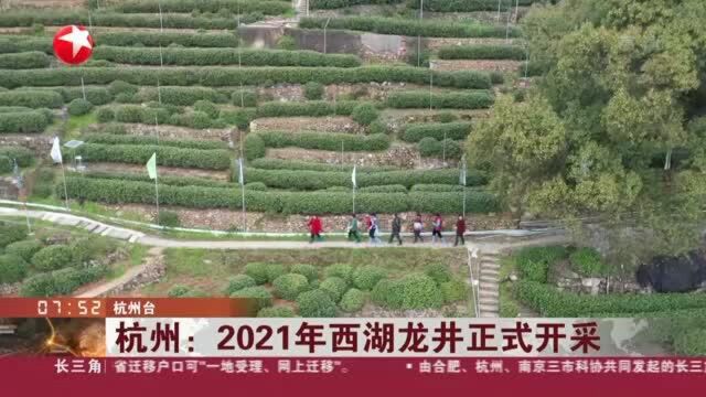 杭州:2021年西湖龙井正式开采