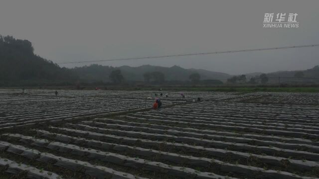 江西宁都:春日时节抓农时 田间地头劳作忙