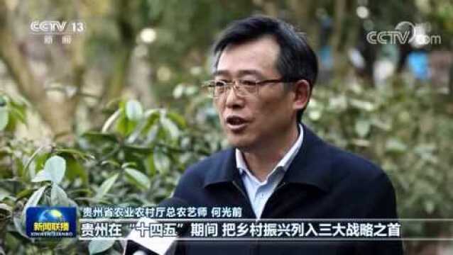 【在习近平新时代中国特色社会主义思想指引下——贯彻新发展理念 推动高质量发展】贵州:巩固脱贫攻坚成果 衔接乡村振兴