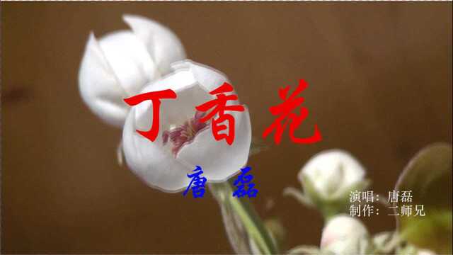 丁香花唐磊