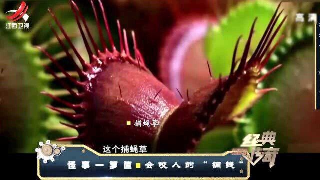 村民油菜花田里,遭不明生物袭击致中毒,捕蝇草?蛇?