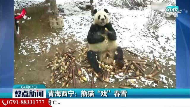 青海西宁:熊猫“戏”春雪