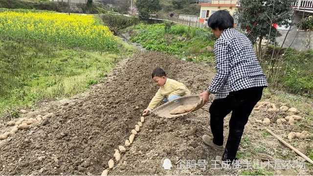 湖南深山红薯育苗,小伙实拍全过程,看完可以干农活了