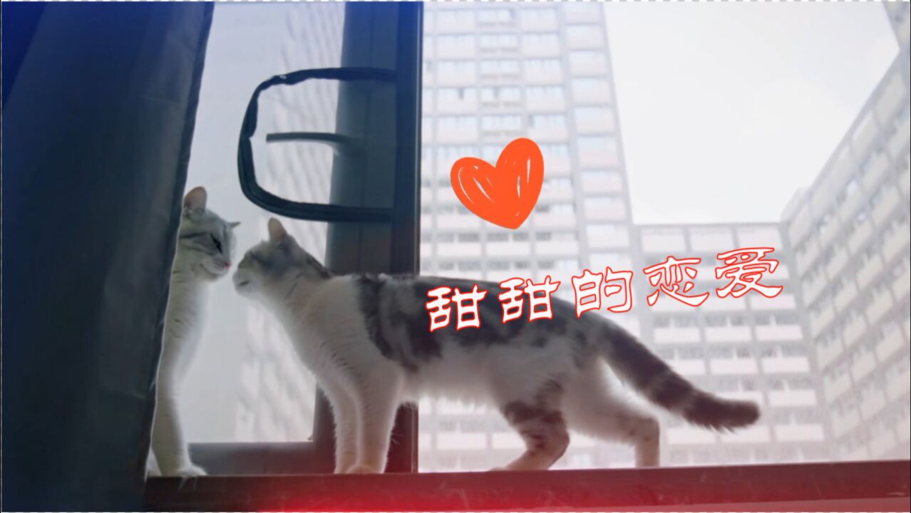 齁甜!猫咪恋爱也是甜甜的味道,快来《宠物一千零一夜》磕糖