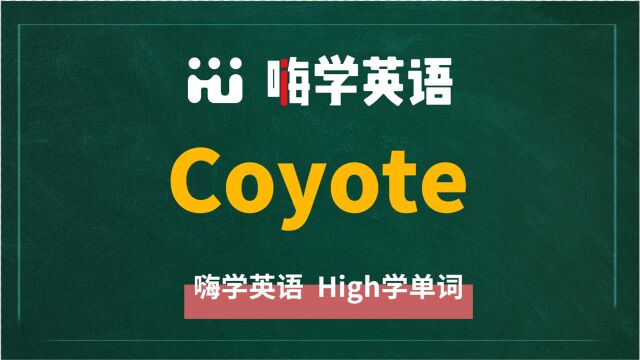 英语单词coyote讲师讲解,动动脑袋想一想,这个单词它是什么意思,可以怎么使用