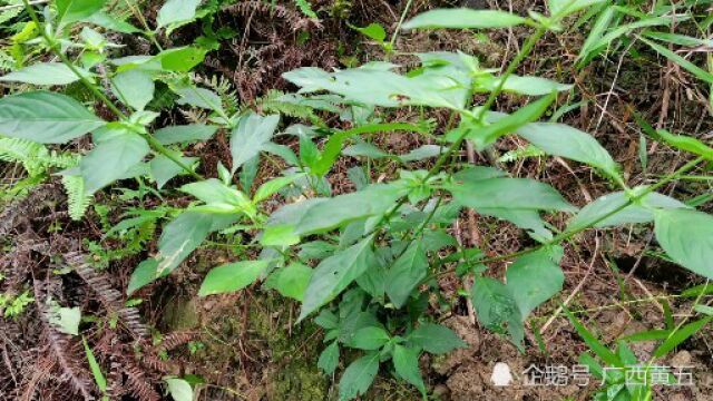 这种植物叫大凉藤,是一种野生中草药,认识一下吧