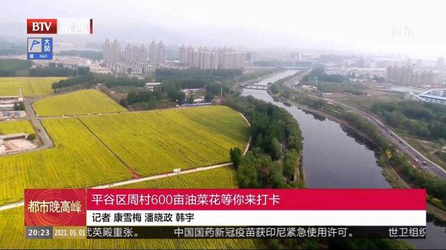 平谷区周村600亩油菜花等你来打卡