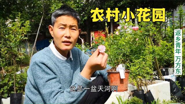 湖北 十堰 郧西 月季 植物 花卉 园艺 金平糖 棒棒糖 躲躲藏藏 回农村最幸福的时光,沾花惹草养月季,一盆比一盆漂亮,羡煞旁人