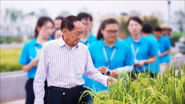 中国人在迪拜种水稻,用海水灌溉盐碱地,沙漠直接变粮仓?