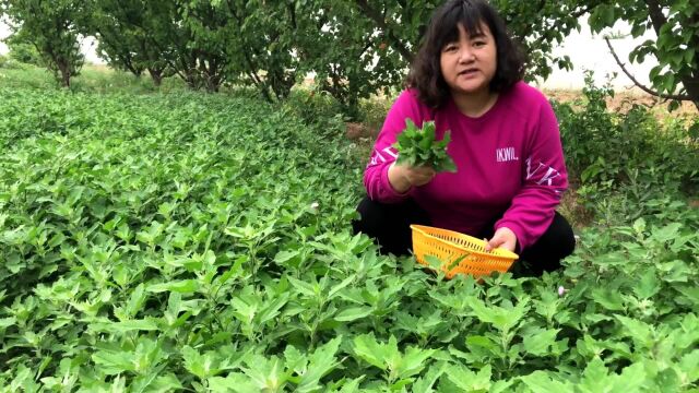 农村最常见的这种野菜,鲜嫩营养丰富,老少皆宜百吃不厌