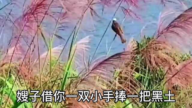 赵尚志主题曲、嫂子