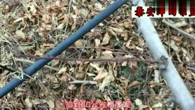 金钱油蟠桃树苗、油蟠桃种植树形介绍