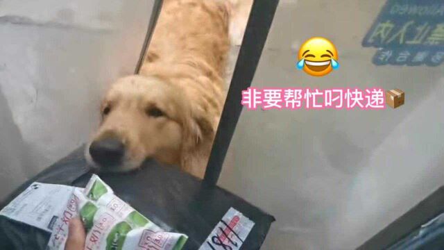 狗狗的日常生活!