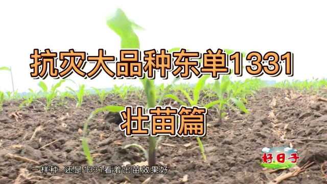 抗灾大品种东单1331壮苗篇