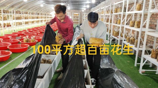 100平方桑黄超百亩花生,价格稳步4000元/公斤,有土无土均可种植