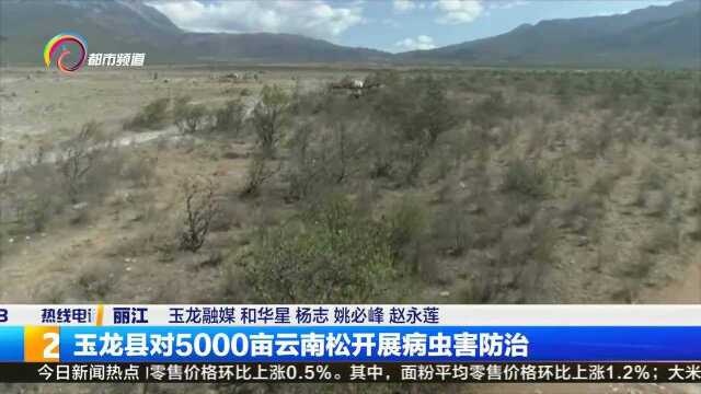 玉龙县对5000亩云南松开展病虫害防治