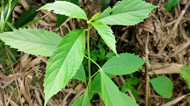 这种植物叶子长得很漂亮,它叫白花灯笼,是一种野生中草药,来简单认识一下