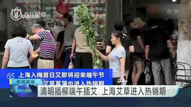 清明插柳端午插艾 上海艾草进入热销期