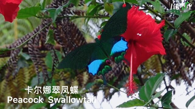 卡尔娜翠凤蝶,Peacock Swallowtail,使用索尼相机RX10M4的HFR功能拍摄,250帧/秒,终了触发