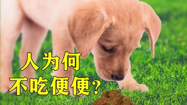 为什么动物吃屎,人却不吃?看完恍然大悟#“知识抢先知”征稿大赛#